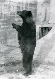Un ours noir debout dans son enclos, sur les terrasses Mappin, au zoo de Londres - Frederick William Bond